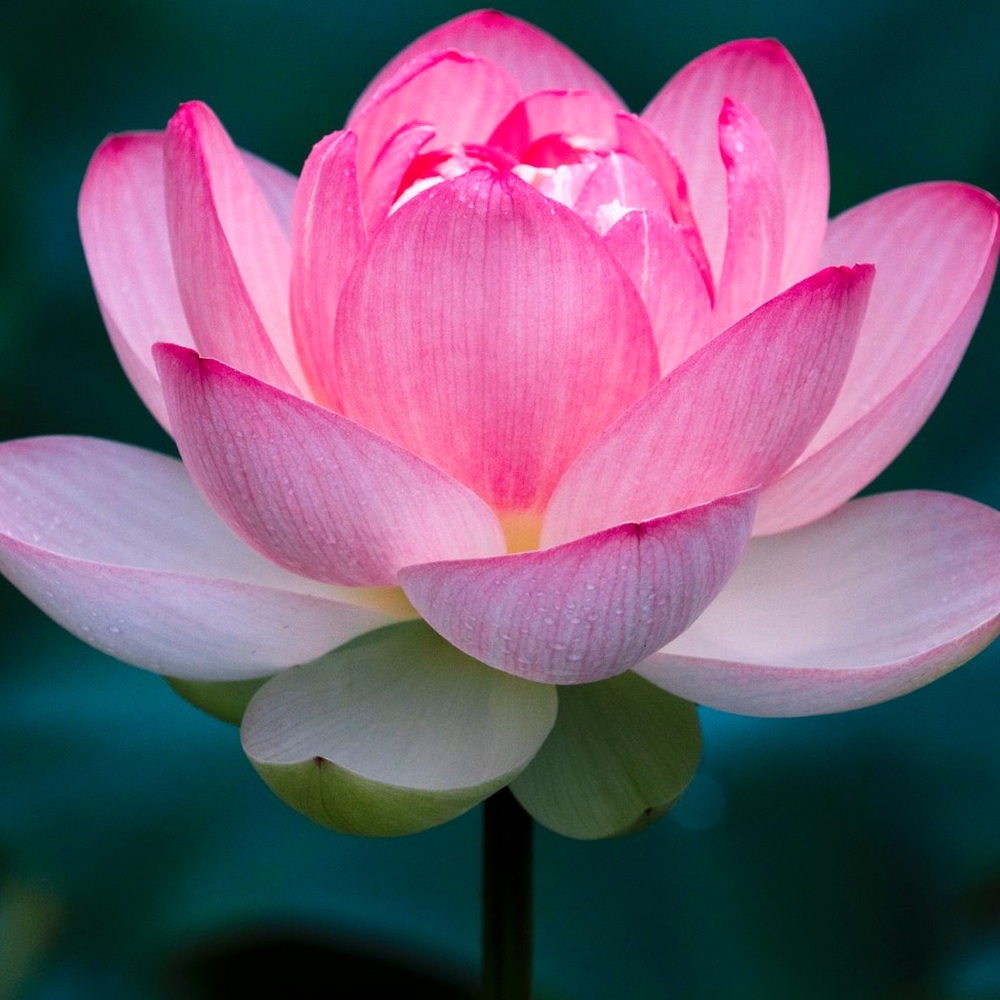 Meet your Posher, Payton